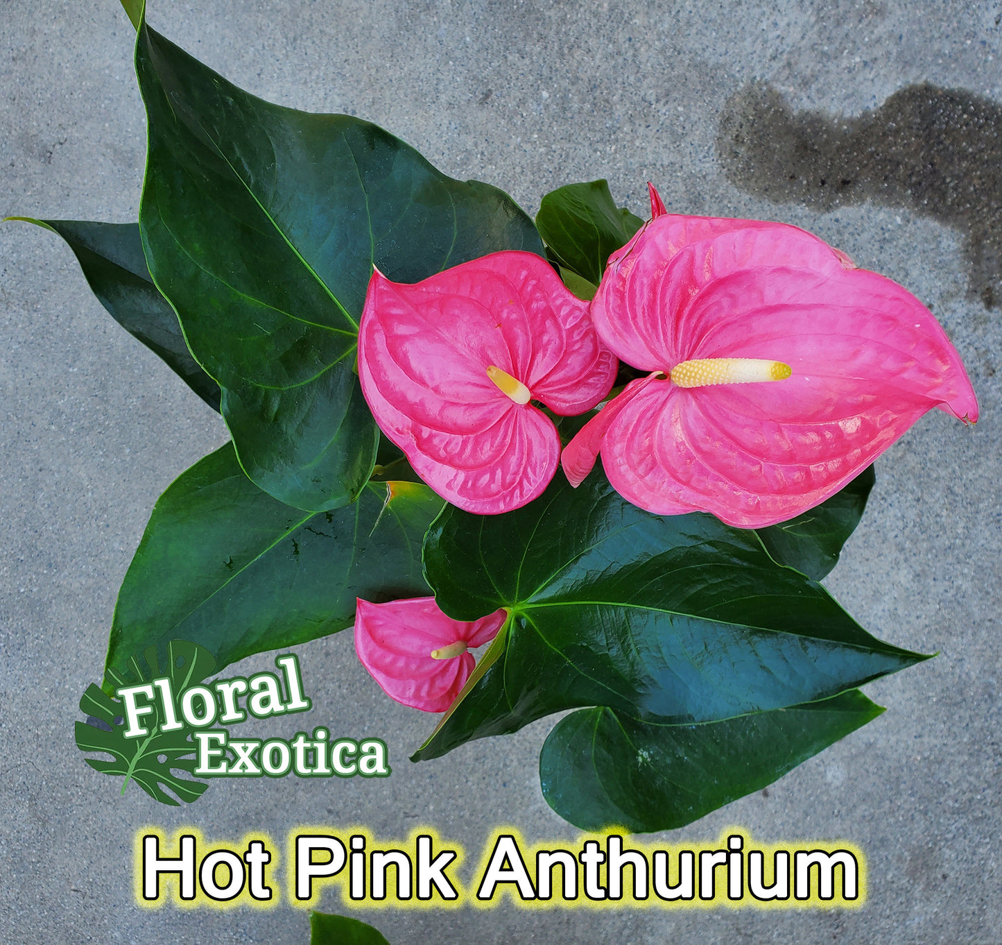 Anthurium 'Pink Maine' - Hot Pink Bloom - Collector Grade