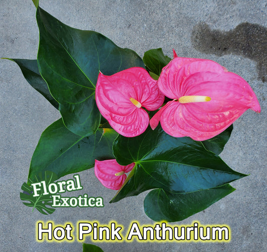 Anthurium 'Pink Maine' - Hot Pink Bloom - Collector Grade