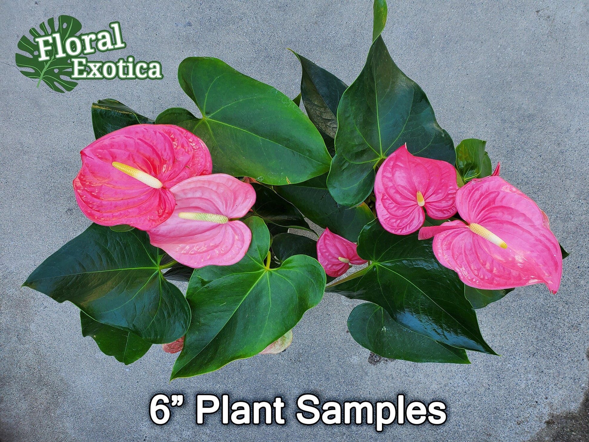 Anthurium 'Pink Maine' - Hot Pink Bloom - Collector Grade
