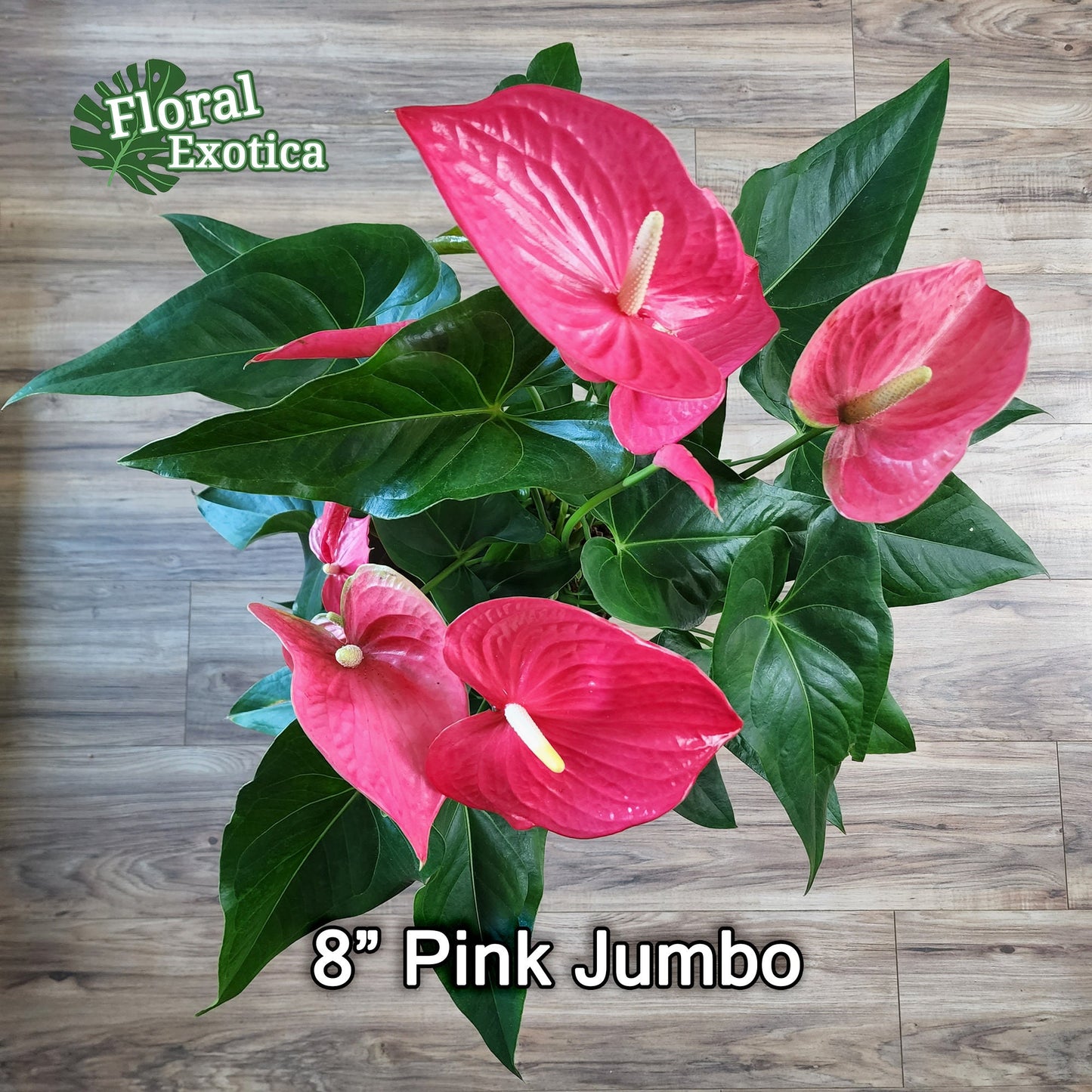 Anthurium 'Pink Maine' - Hot Pink Bloom - Collector Grade