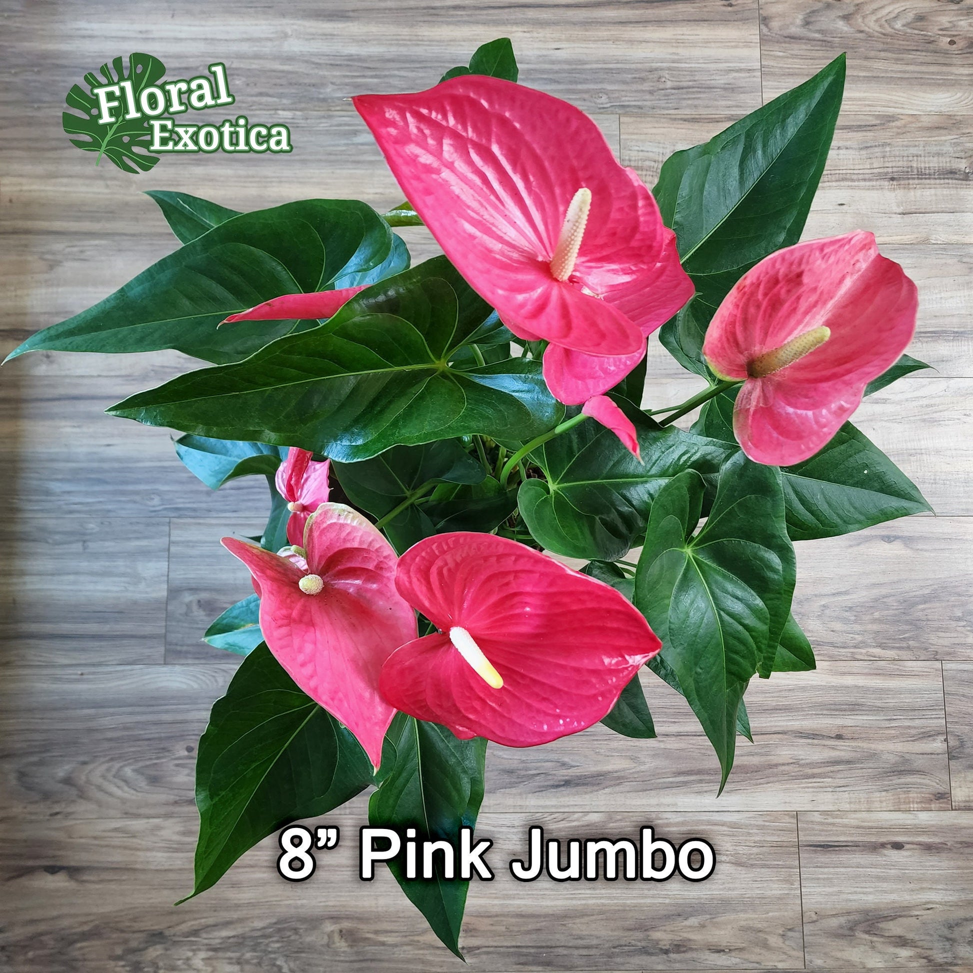 Anthurium 'Pink Maine' - Hot Pink Bloom - Collector Grade