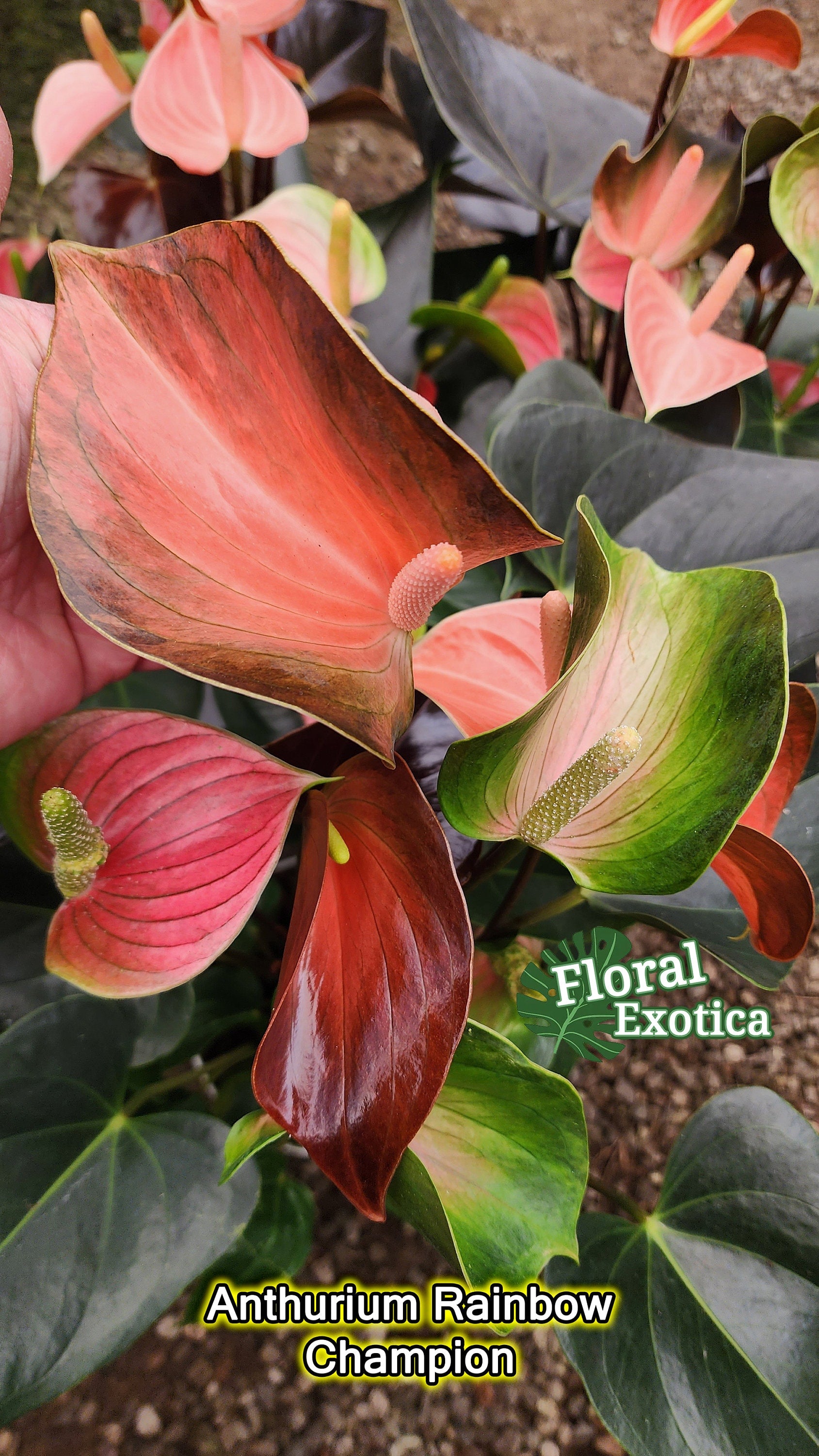 Anthrium 'Rainbow Champion' - Multicolor Novelty Anthurium - Premium Florist Quality - Free Shipping