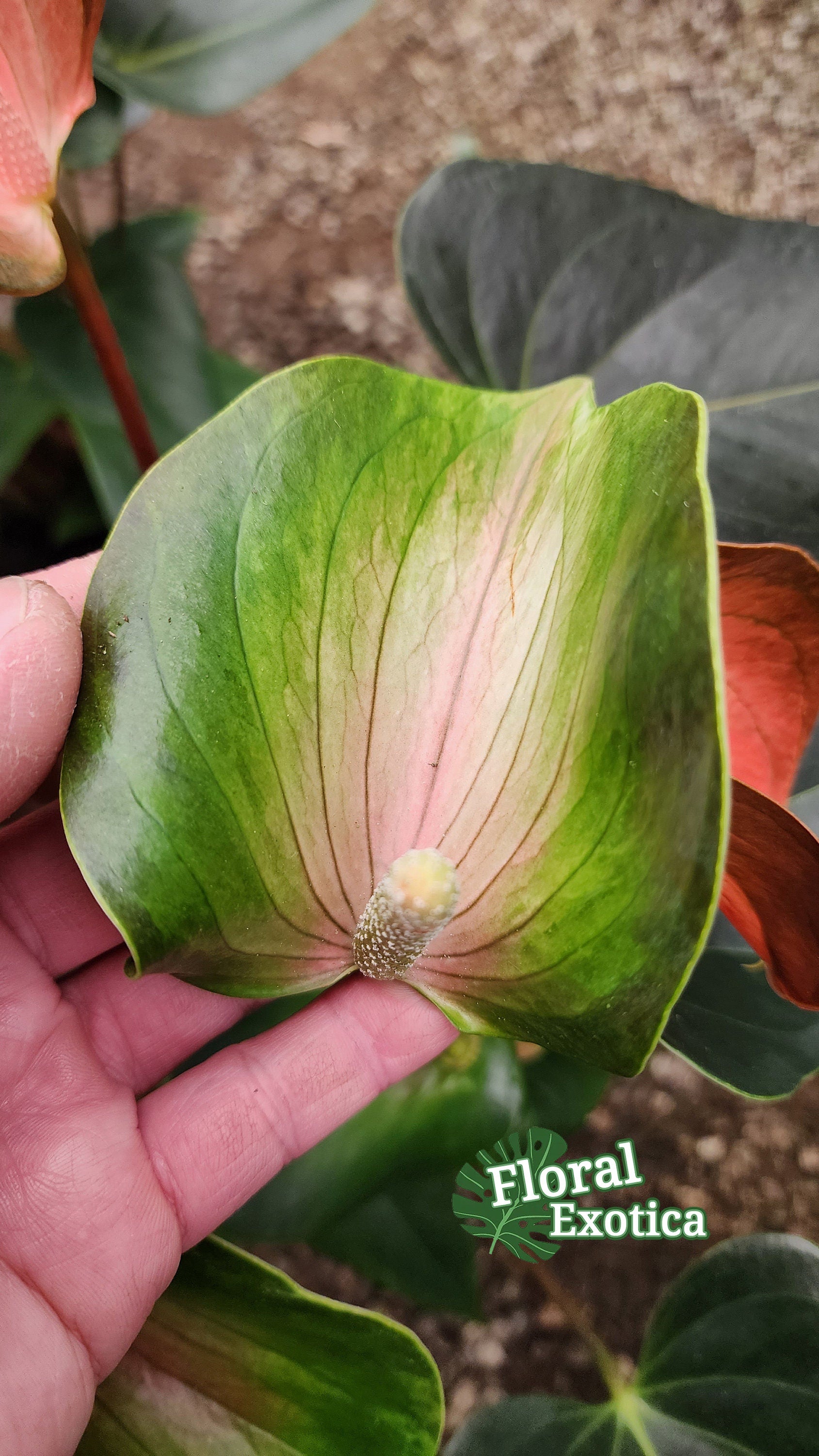 Anthrium 'Rainbow Champion' - Multicolor Novelty Anthurium - Premium Florist Quality - Free Shipping