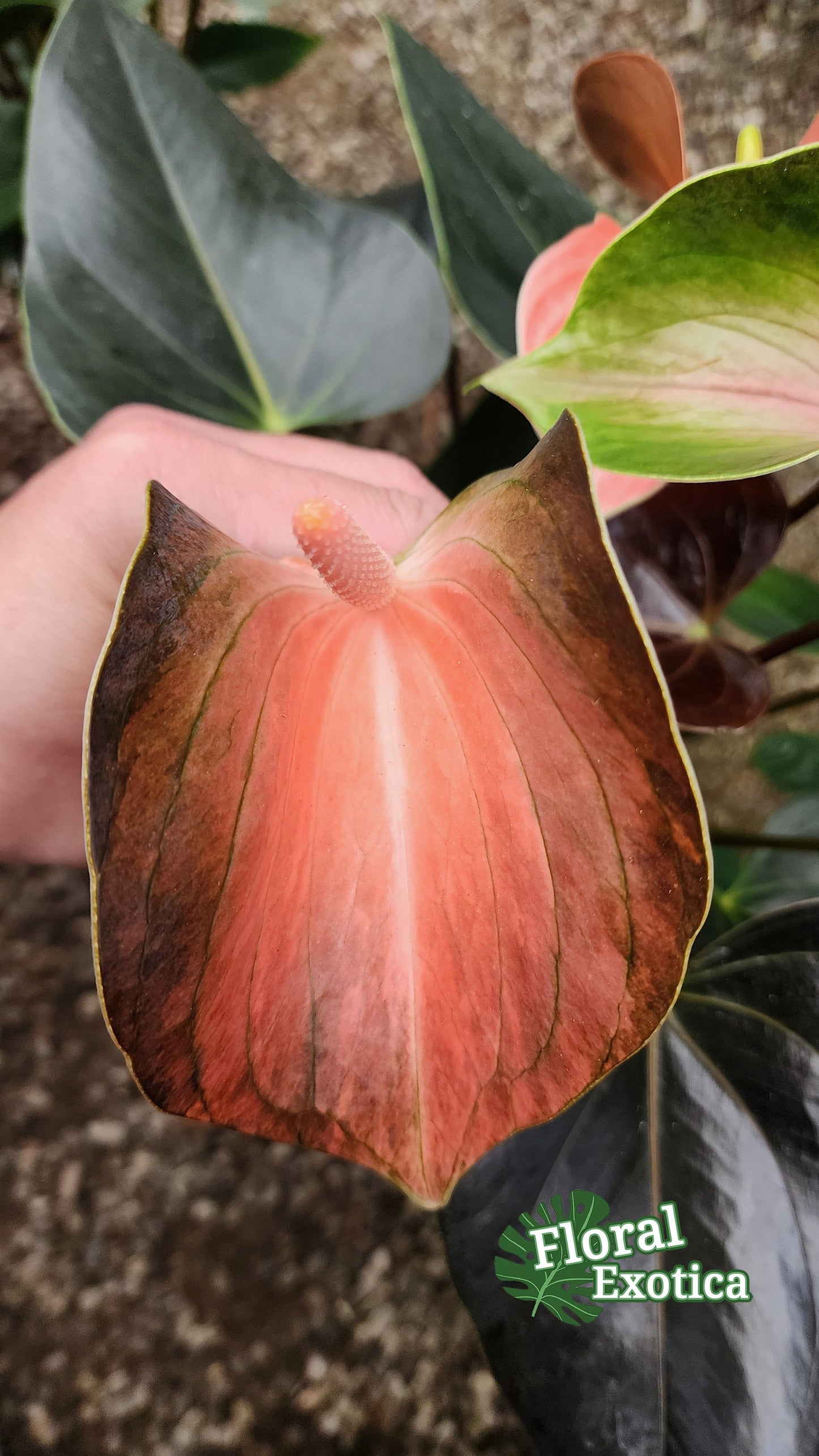 Anthrium 'Rainbow Champion' - Multicolor Novelty Anthurium - Premium Florist Quality - Free Shipping