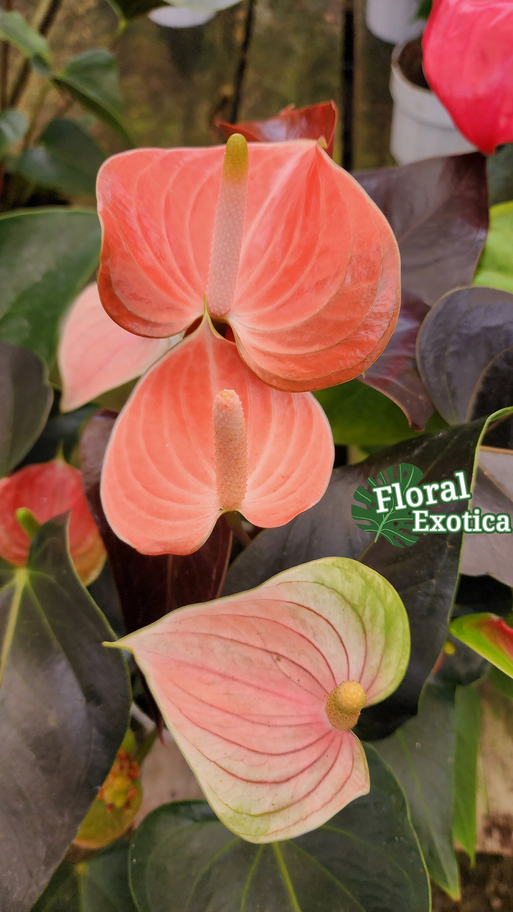 Anthrium 'Rainbow Champion' - Multicolor Novelty Anthurium - Premium Florist Quality - Free Shipping