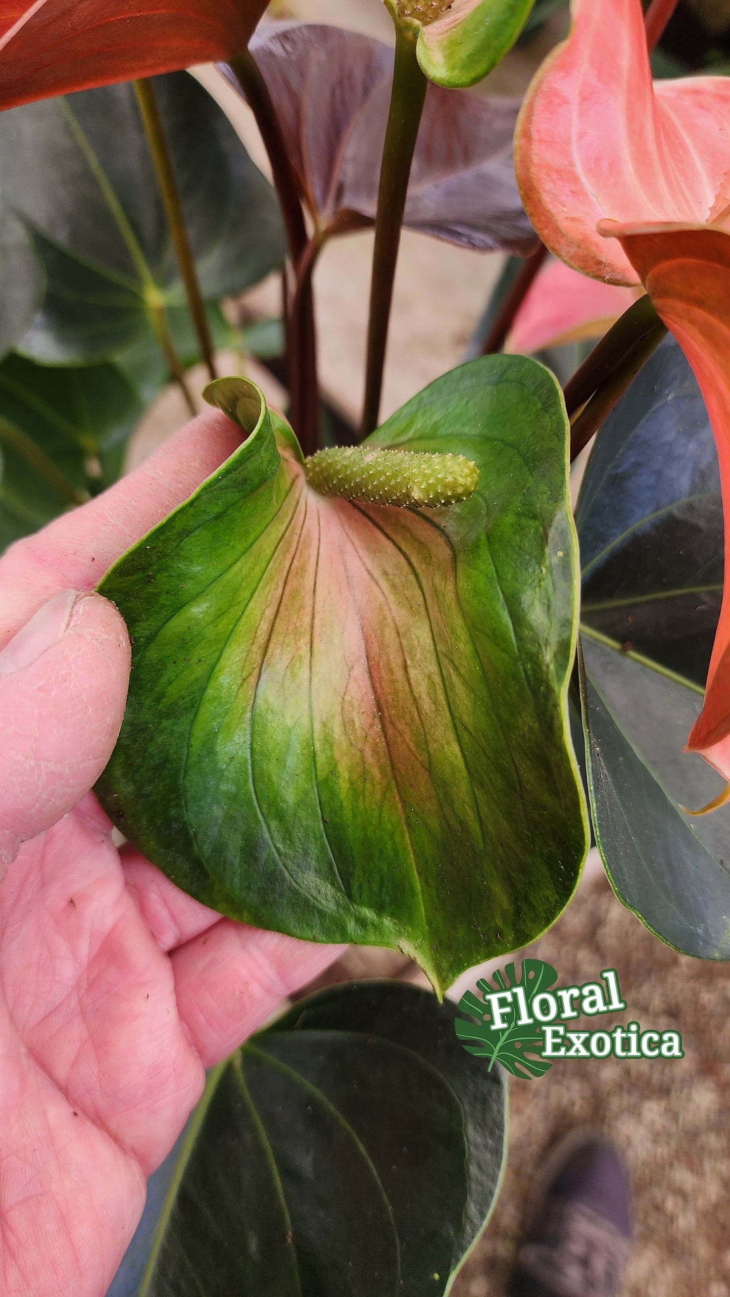 Anthrium 'Rainbow Champion' - Multicolor Novelty Anthurium - Premium Florist Quality - Free Shipping