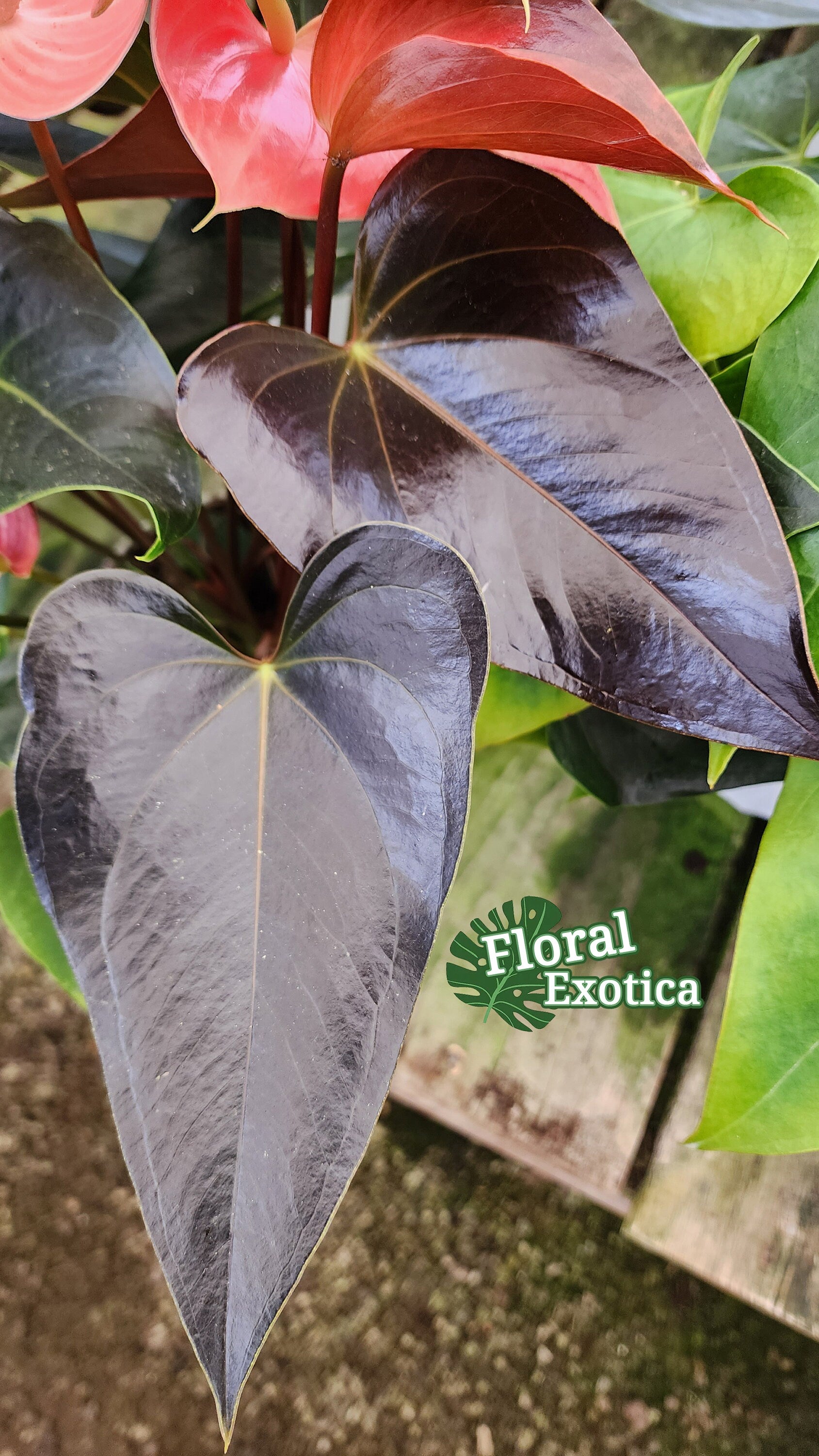 Anthrium 'Rainbow Champion' - Multicolor Novelty Anthurium - Premium Florist Quality - Free Shipping