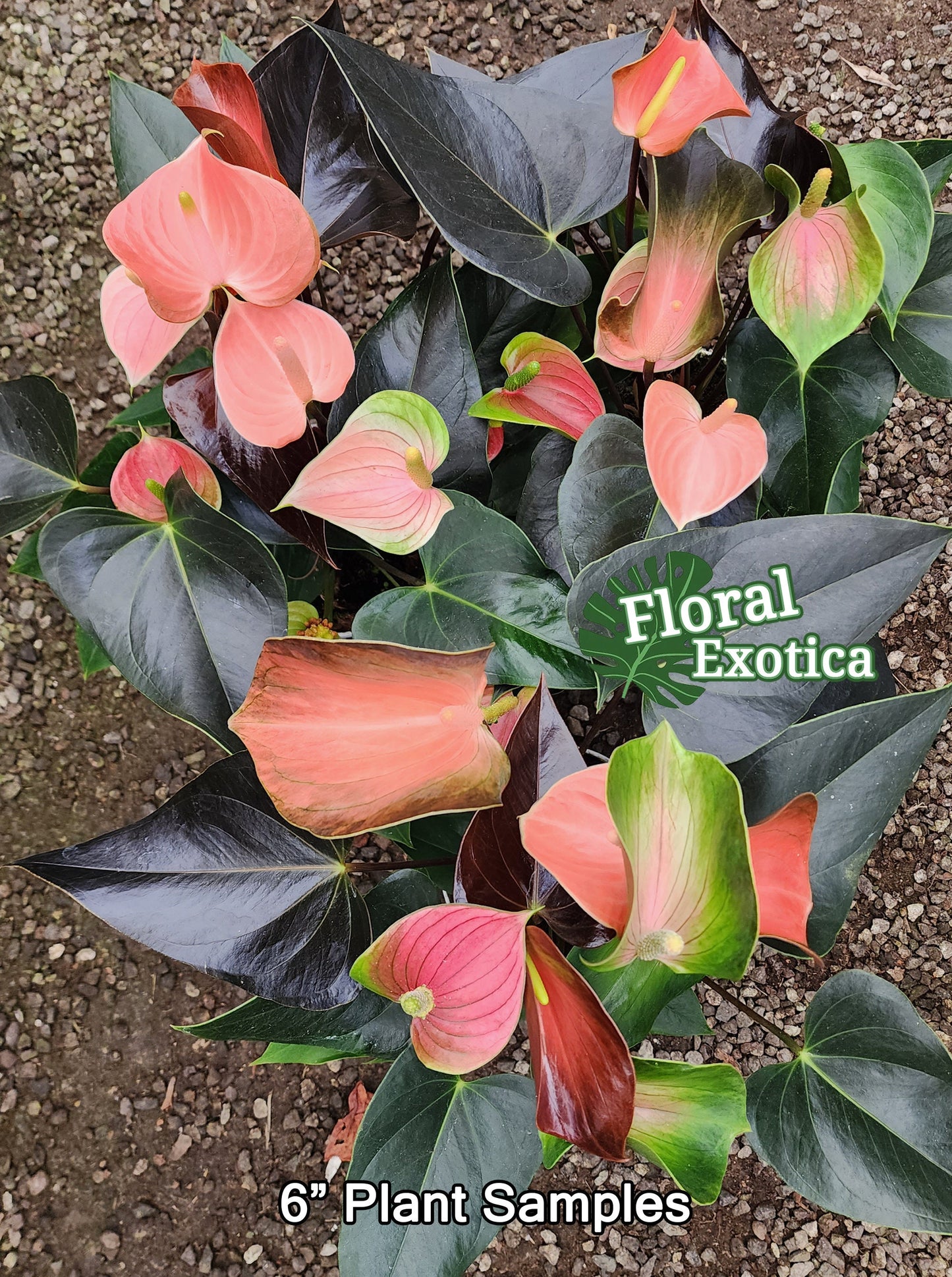 Anthrium 'Rainbow Champion' - Multicolor Novelty Anthurium - Premium Florist Quality - Free Shipping
