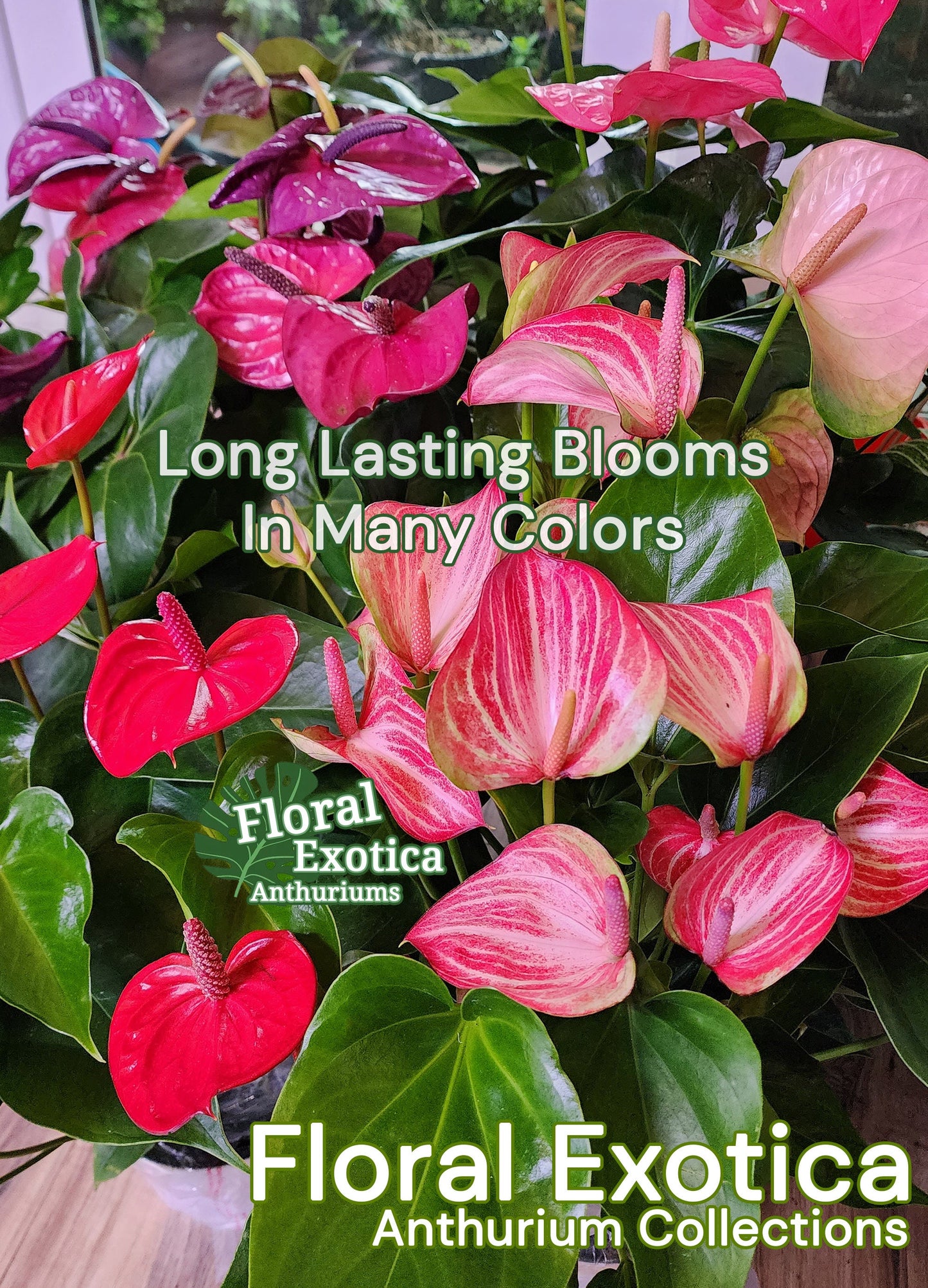 Anthrium 'Rainbow Champion' - Multicolor Novelty Anthurium - Premium Florist Quality - Free Shipping