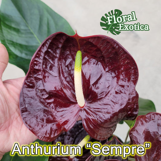 Anthurium 'Sempre': Dark Red Novelty Plant - Florist Grade