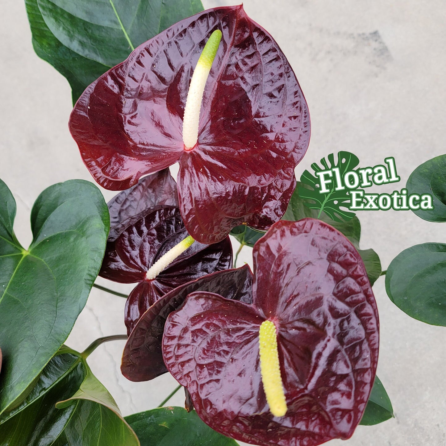Anthurium 'Sempre': Dark Red Novelty Plant - Florist Grade