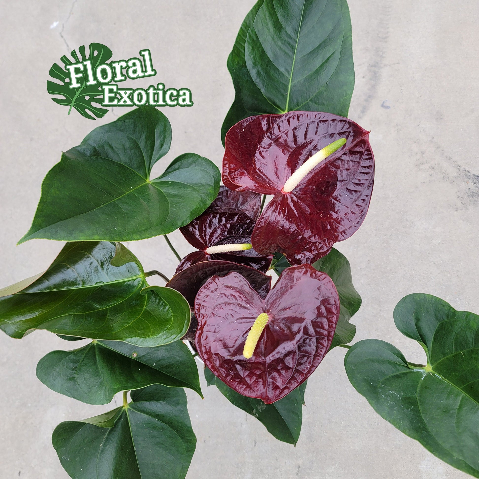Anthurium 'Sempre': Dark Red Novelty Plant - Florist Grade