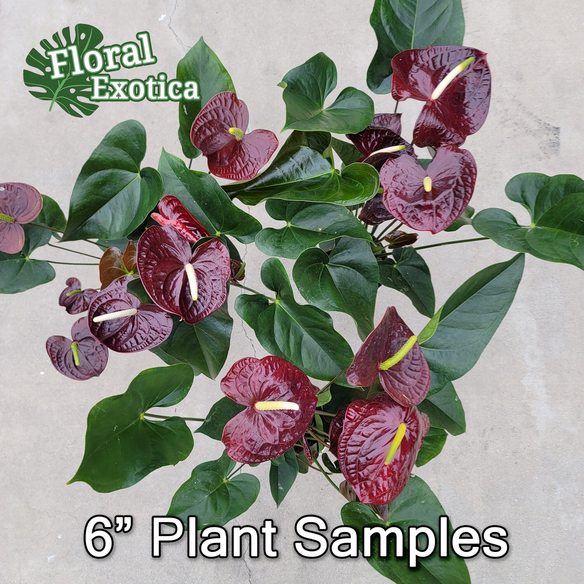 Anthurium 'Sempre': Dark Red Novelty Plant - Florist Grade