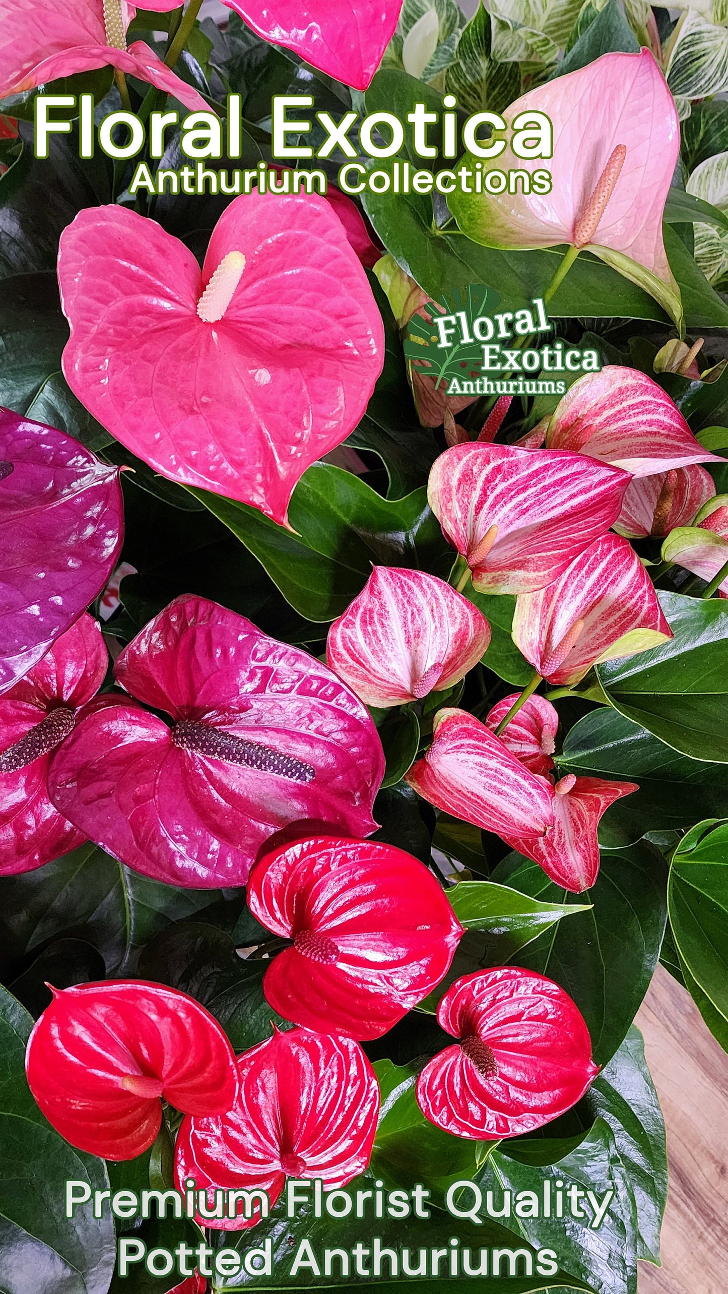Anthurium 'Sempre': Dark Red Novelty Plant - Florist Grade