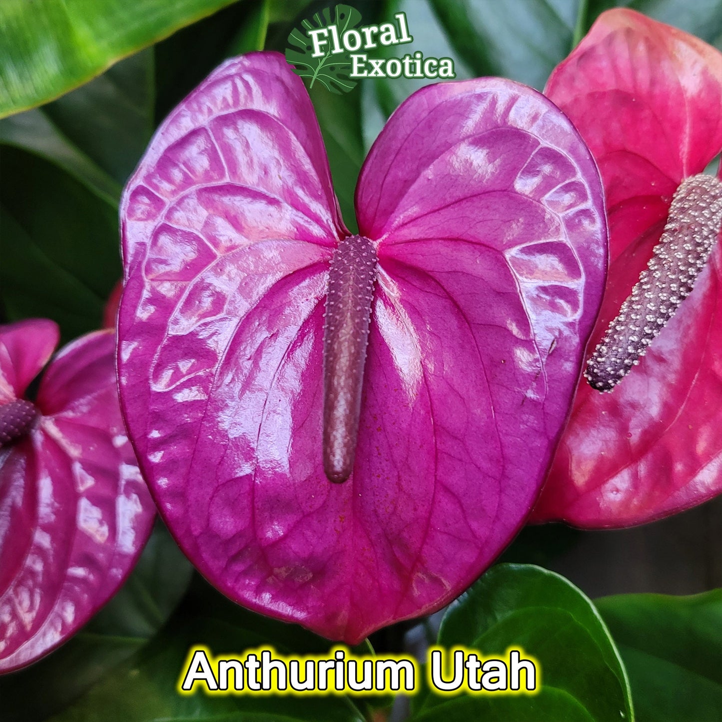 Purple Anthurium Plant - Utah - Florist Quality