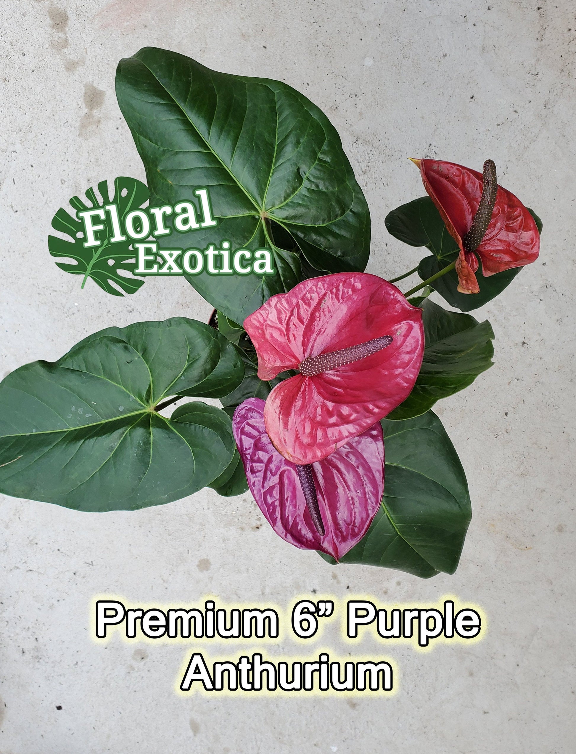 Purple Anthurium Plant - Utah - Florist Quality