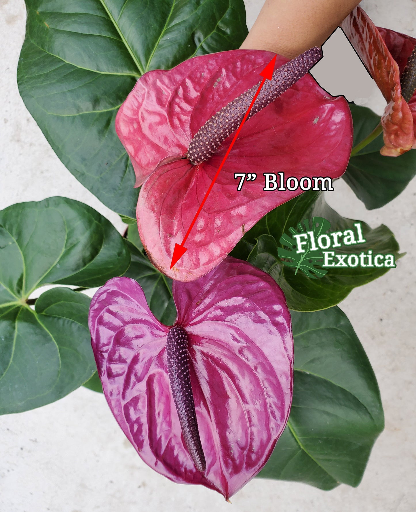 Purple Anthurium Plant - Utah - Florist Quality