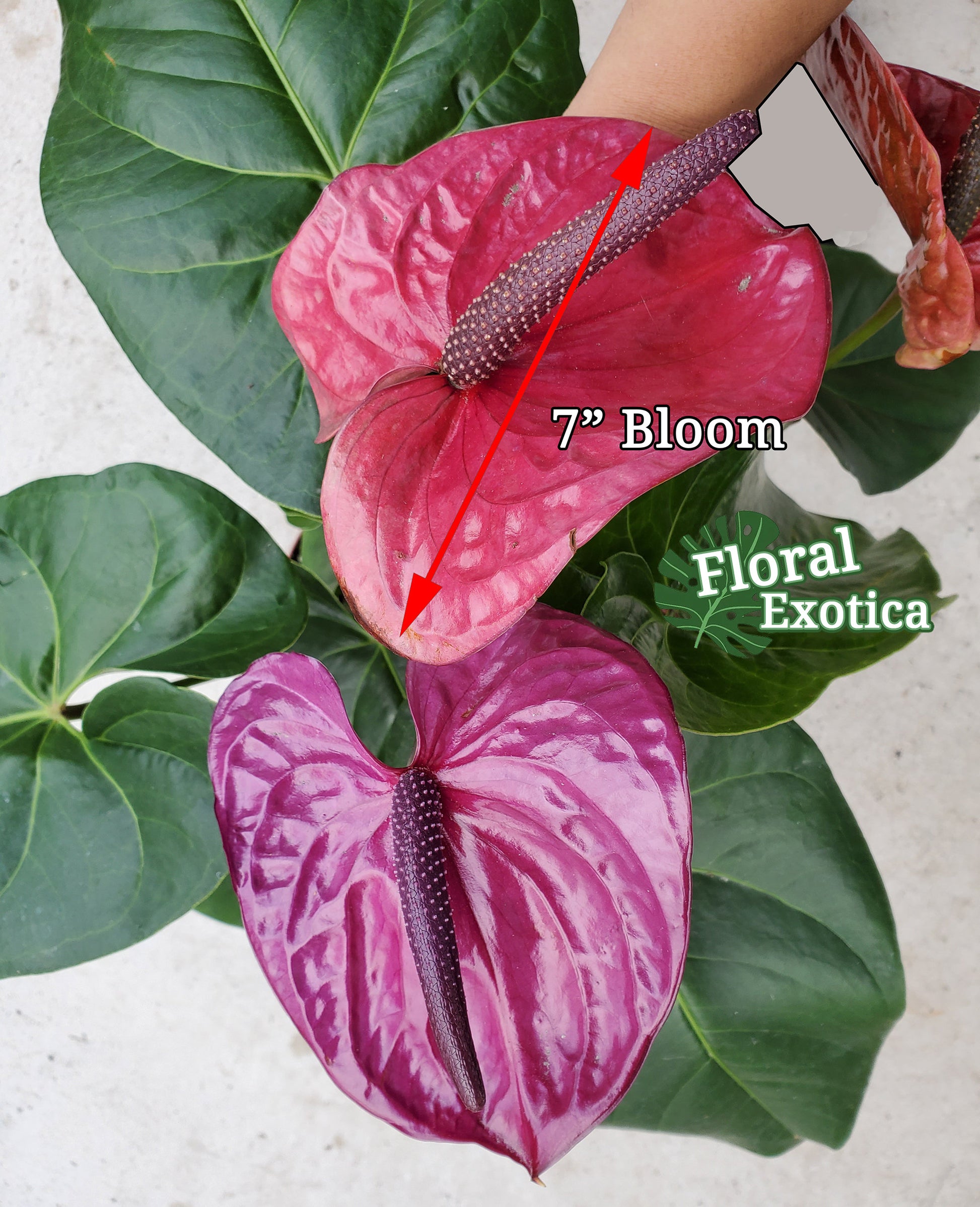Purple Anthurium Plant - Utah - Florist Quality
