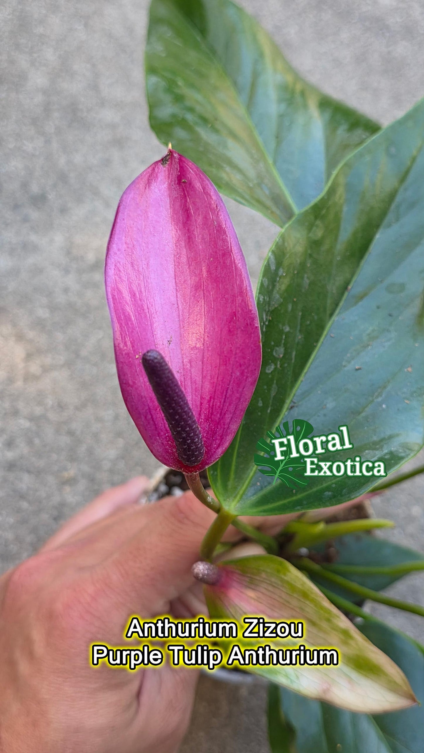 Purple Tulip Anthurium - Zizou - Miniature Type - Introductory Special Offer