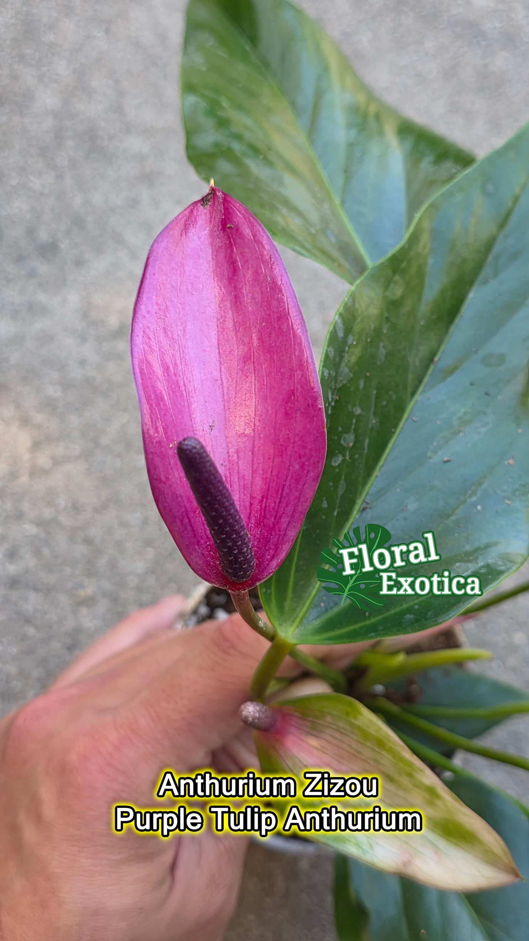 Purple Tulip Anthurium - Zizou - Miniature Type - Introductory Special Offer