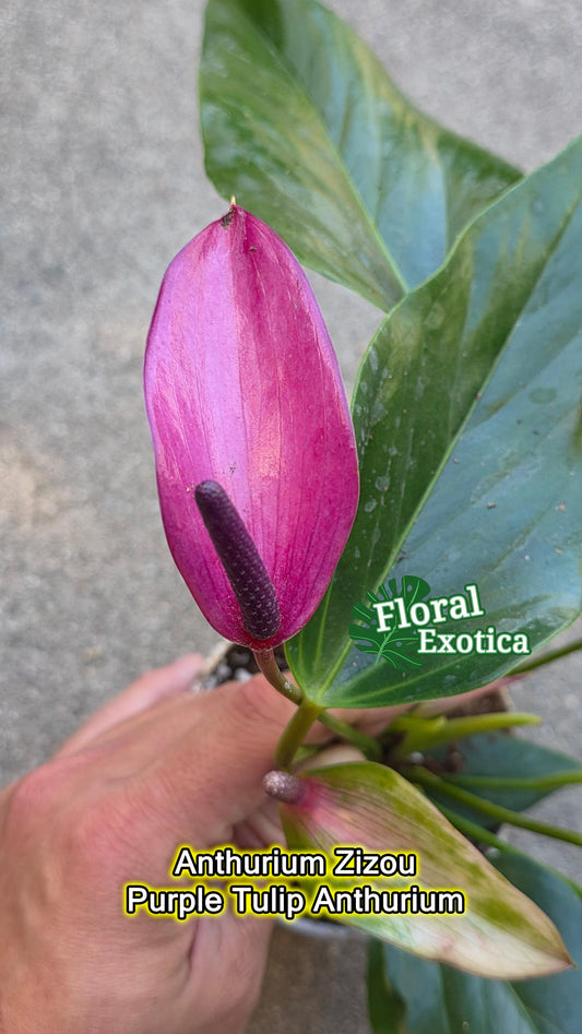Purple Tulip Anthurium - Zizou - Miniature Type - Introductory Special Offer