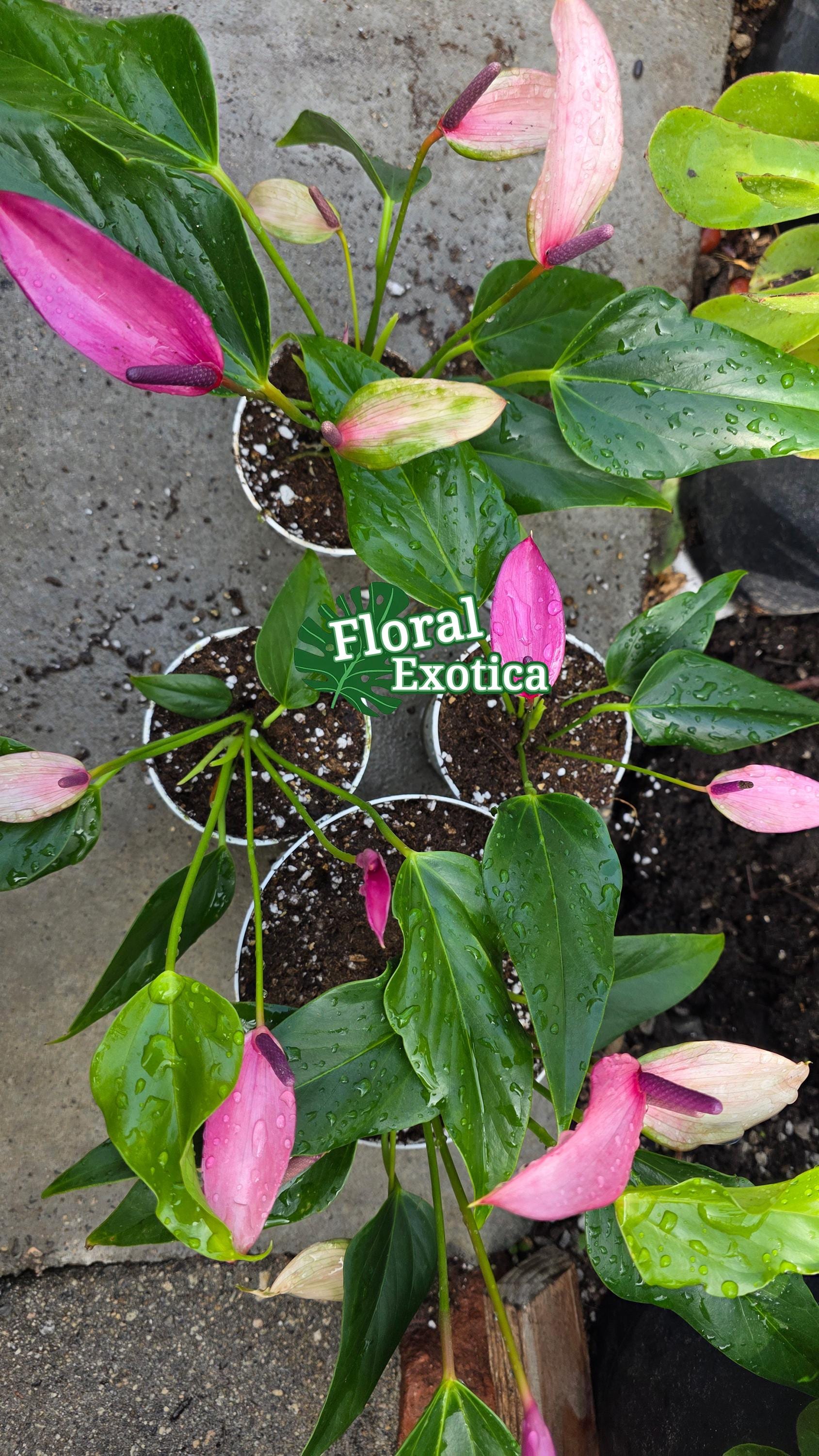 Purple Tulip Anthurium - Zizou - Miniature Type - Introductory Special Offer