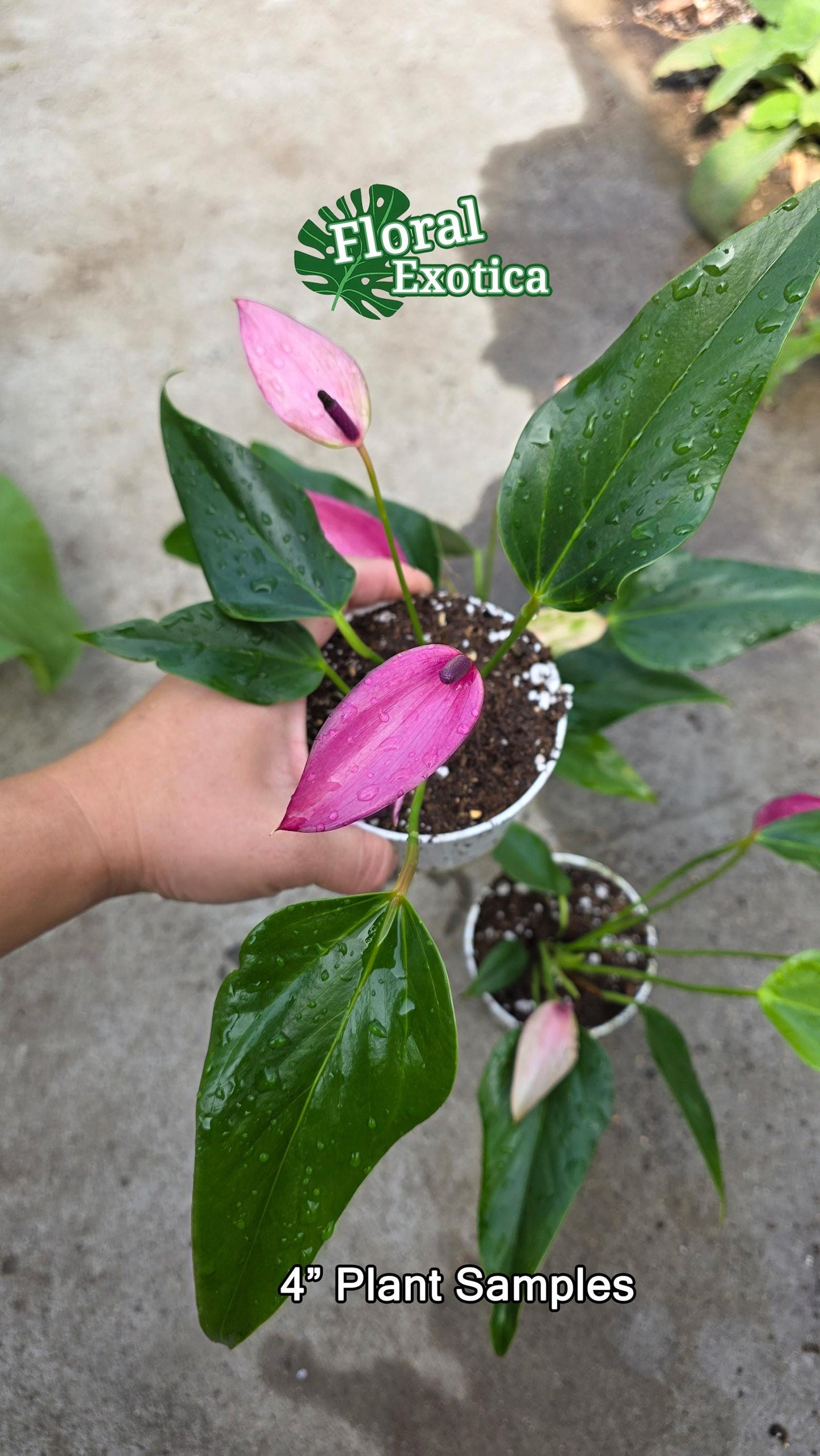 Purple Tulip Anthurium - Zizou - Miniature Type - Introductory Special Offer