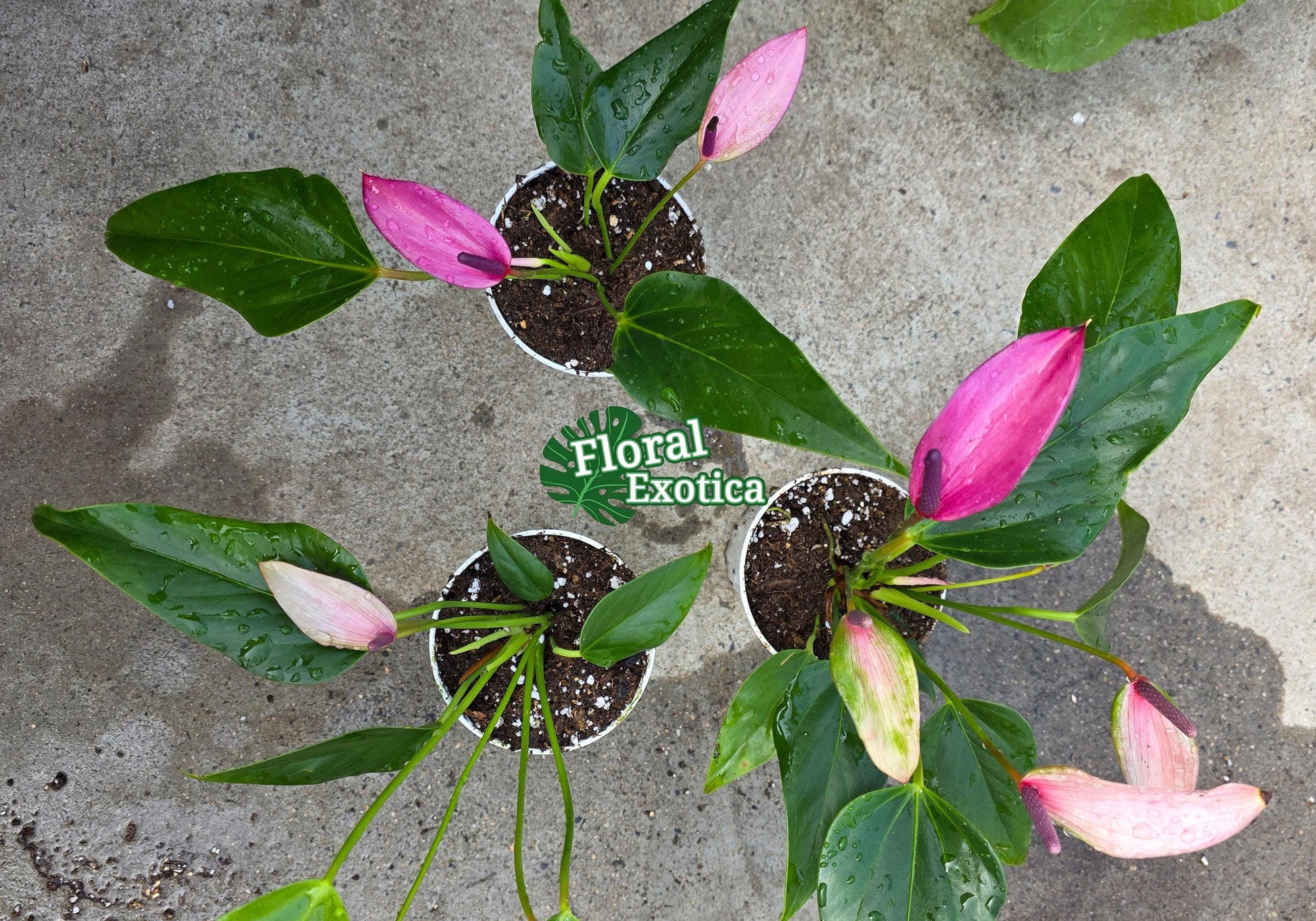 Purple Tulip Anthurium - Zizou - Miniature Type - Introductory Special Offer