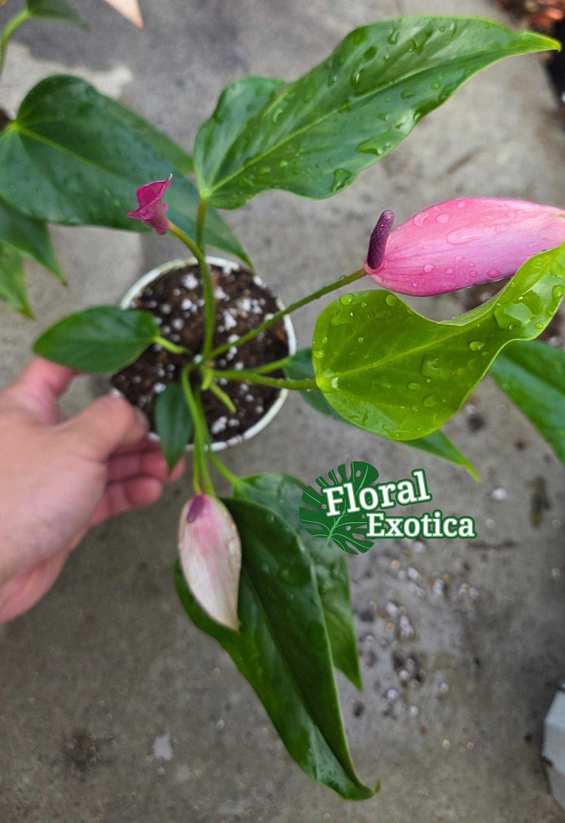 Purple Tulip Anthurium - Zizou - Miniature Type - Introductory Special Offer