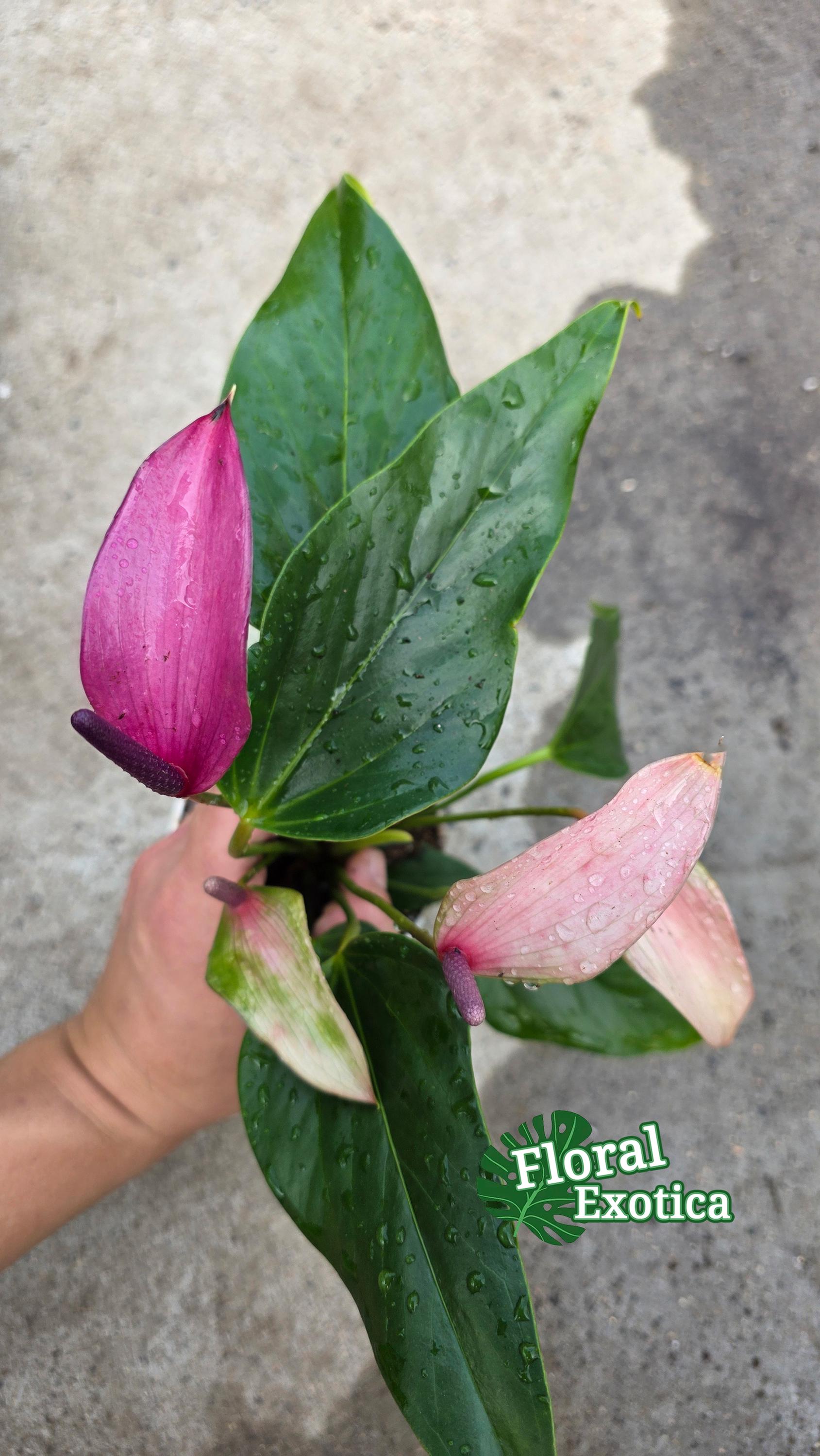 Purple Tulip Anthurium - Zizou - Miniature Type - Introductory Special Offer