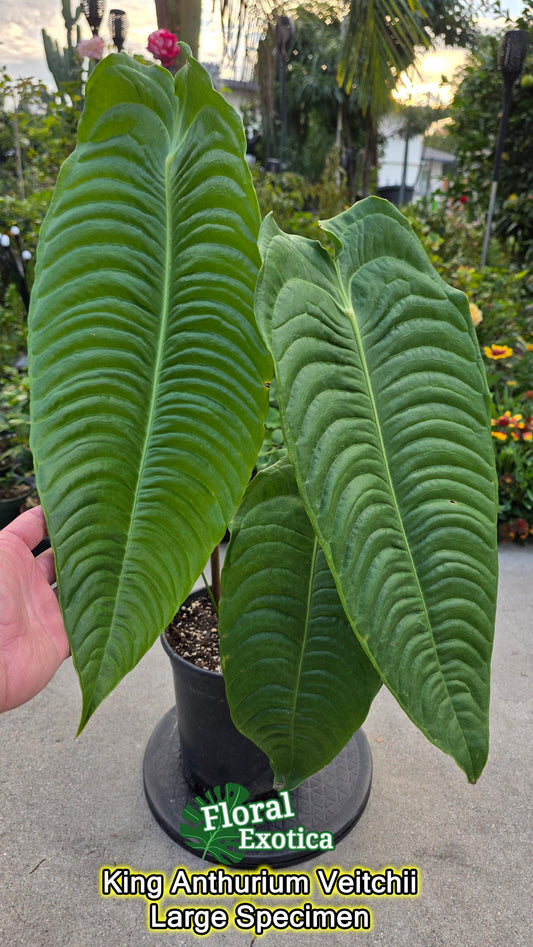 King Anthurium Veitchii Large Specimen - Exact Specimen - WYSIWYG - Collector Show Grade