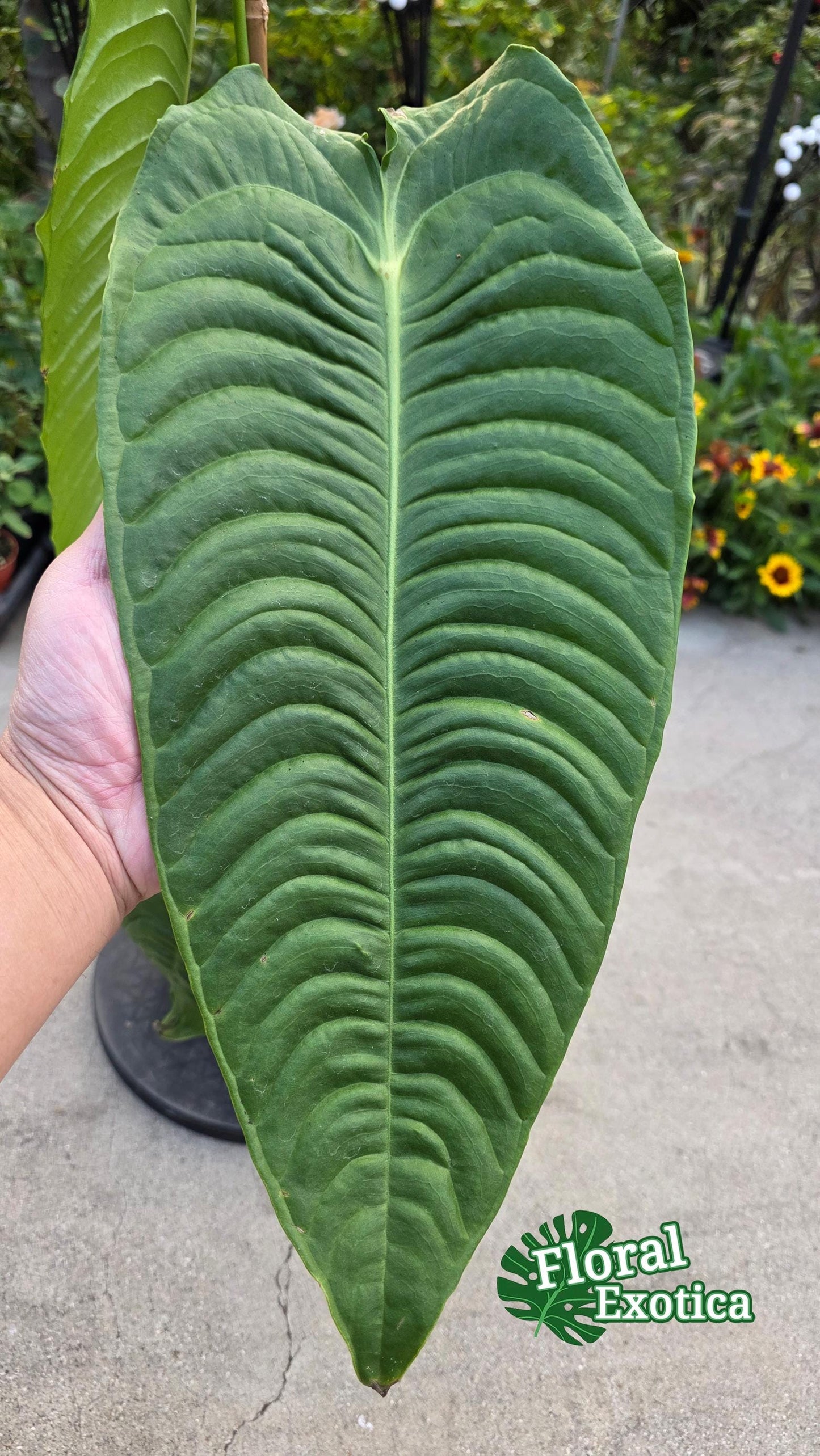 King Anthurium Veitchii Large Specimen - Exact Specimen - WYSIWYG - Collector Show Grade
