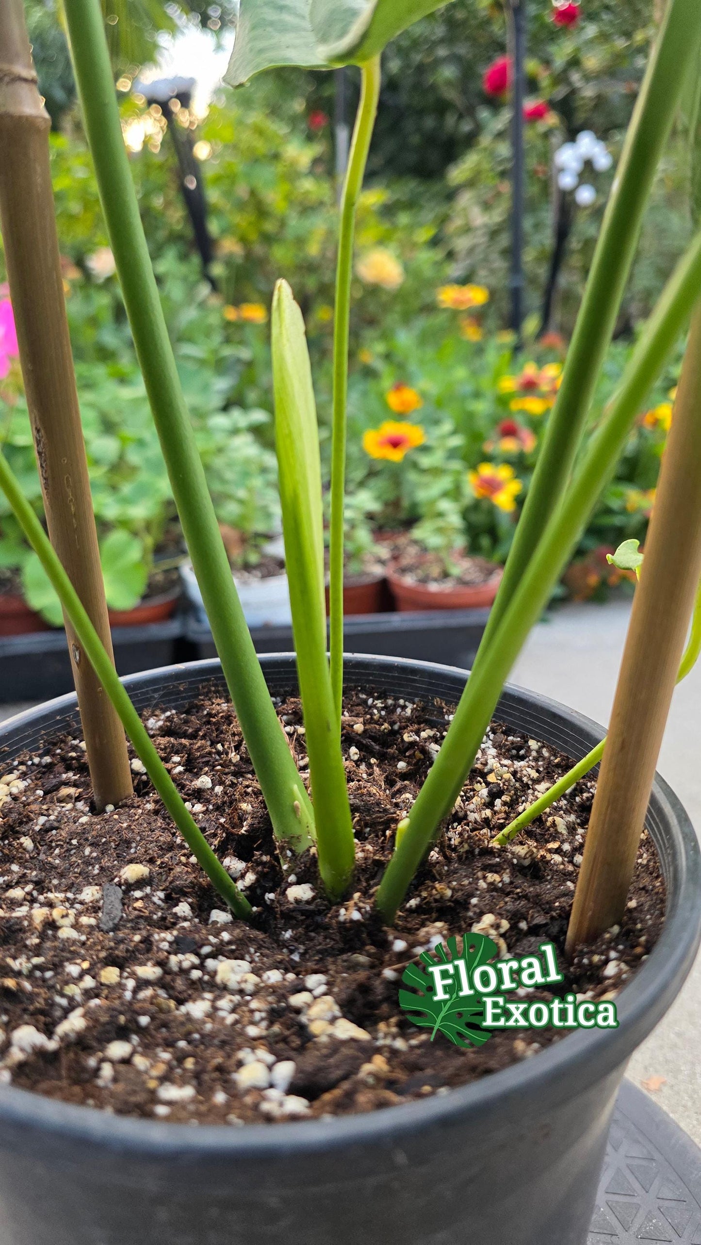 King Anthurium Veitchii Large Specimen - Exact Specimen - WYSIWYG - Collector Show Grade