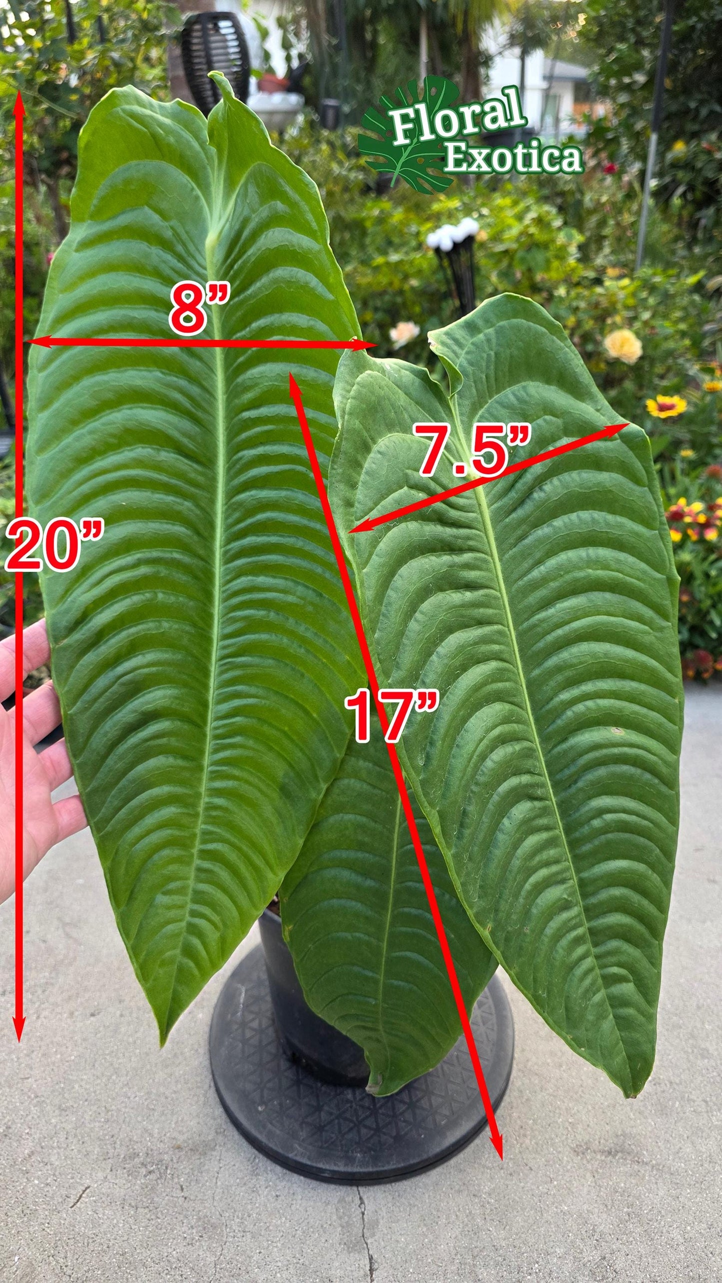 King Anthurium Veitchii Large Specimen - Exact Specimen - WYSIWYG - Collector Show Grade