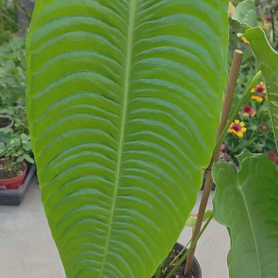 King Anthurium Veitchii Large Specimen - Exact Specimen - WYSIWYG - Collector Show Grade