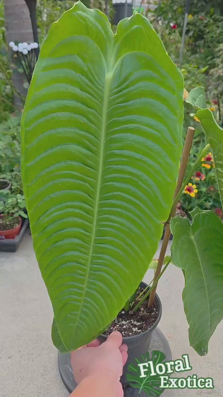 King Anthurium Veitchii Large Specimen - Exact Specimen - WYSIWYG - Collector Show Grade