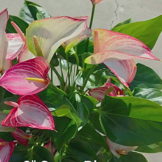 Anthurium Livium - Novelty Anthurium - Premium Florist Grade
