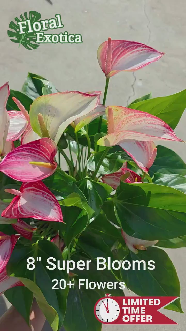 Anthurium Livium - Novelty Anthurium - Premium Florist Grade