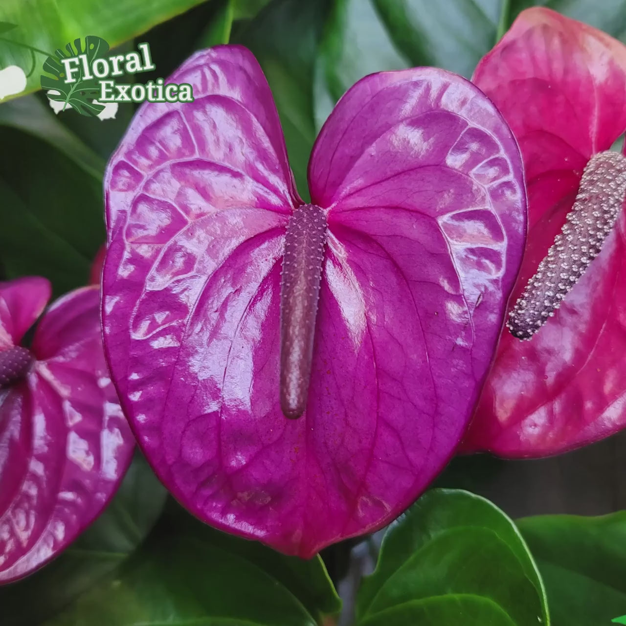 Purple Anthurium Plant - Utah - Florist Quality