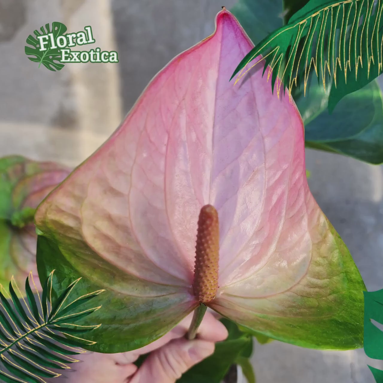 Anthurium Pandola Pink – Light Pink Bloom - Florist Quality