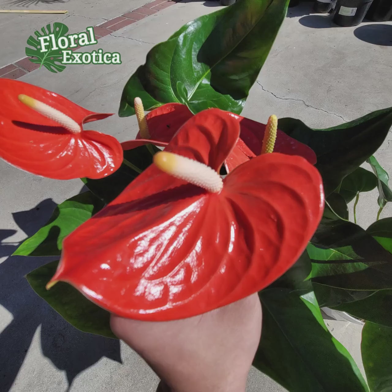 Anthrium Nebraska - Orange Anthurium - Premium Florist Quality - Free US Shipping