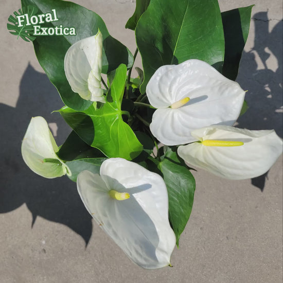 Anthrium New Pahoa White - Snow White Novelty Anthurium - Premium Florist Quality - Free Shipping
